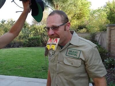 Springfield pest control